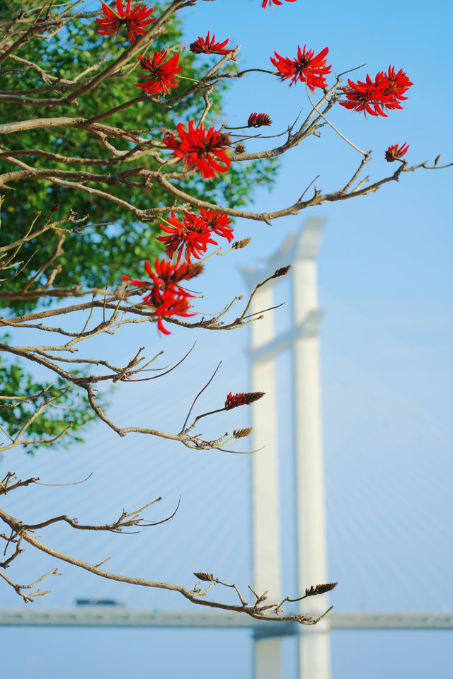收吓泉州嘅「小紅花」——【刺桐花】