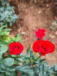 Roses are red, that means i Love You! ❤️🌹