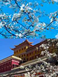 3月的金川，真的是人間理想。