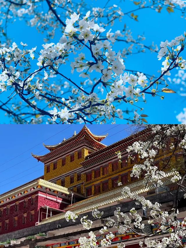 3月的金川，真的是人間理想。