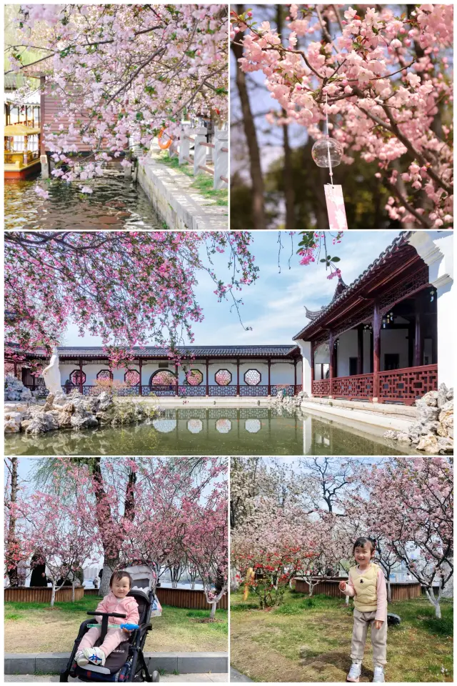 Nanjing's free park is truly the ultimate spot for spring flower viewing!