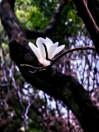 雨中的花兒，為初春的徐匯公園增添了幾分溫馨。