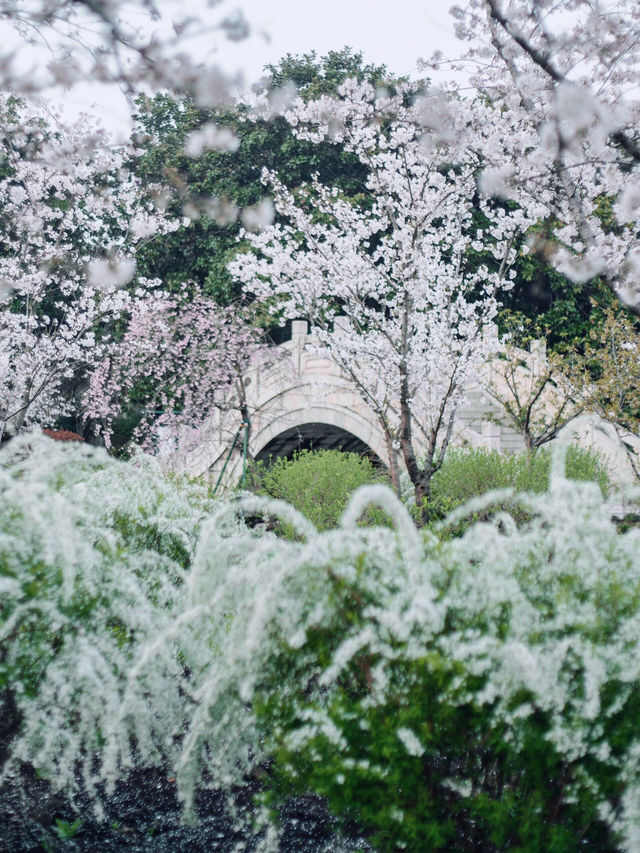🌸 上海植物園的早櫻開了，春天真的來了！