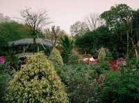 Romantic Spring in Charming Foshan: Public Parks as Shelters of Tranquility
