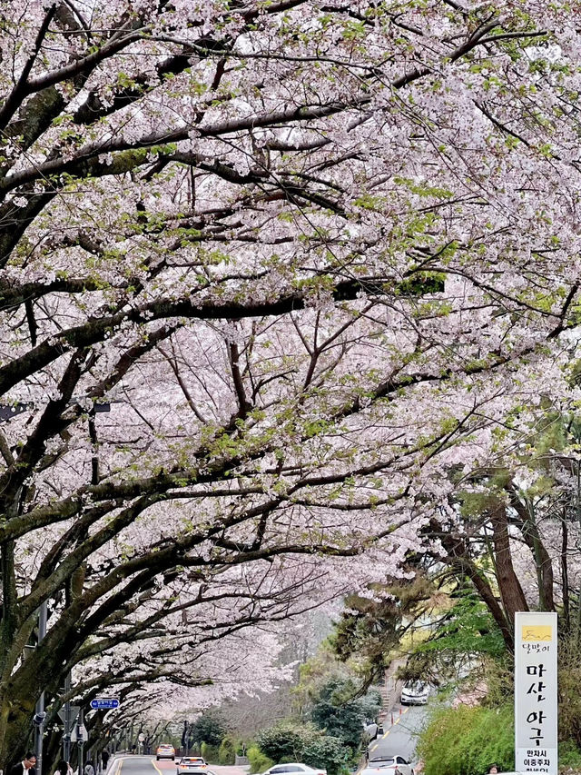 櫻映迎月，春漫東萊