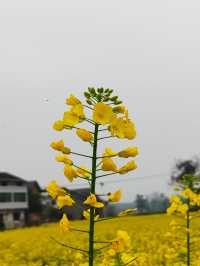 重慶墊江萬畝油菜花田