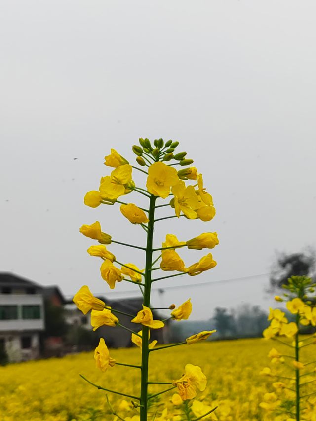 重慶墊江萬畝油菜花田
