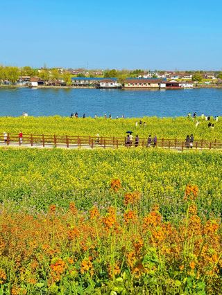 Hanzhong's rapeseed flowers are in full bloom! Here are 9 amazing viewing spots.