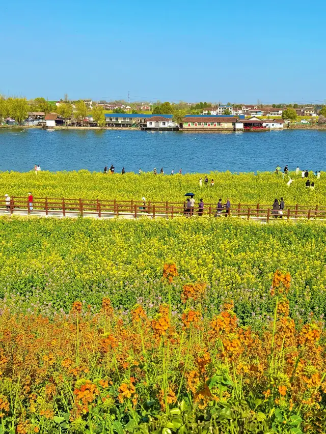 Hanzhong's rapeseed flowers are in full bloom! Here are 9 amazing viewing spots.