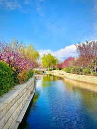 北京賞花路線分享