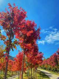 🌬️廣州週邊竟藏著春日限定紅楓！美到心尖