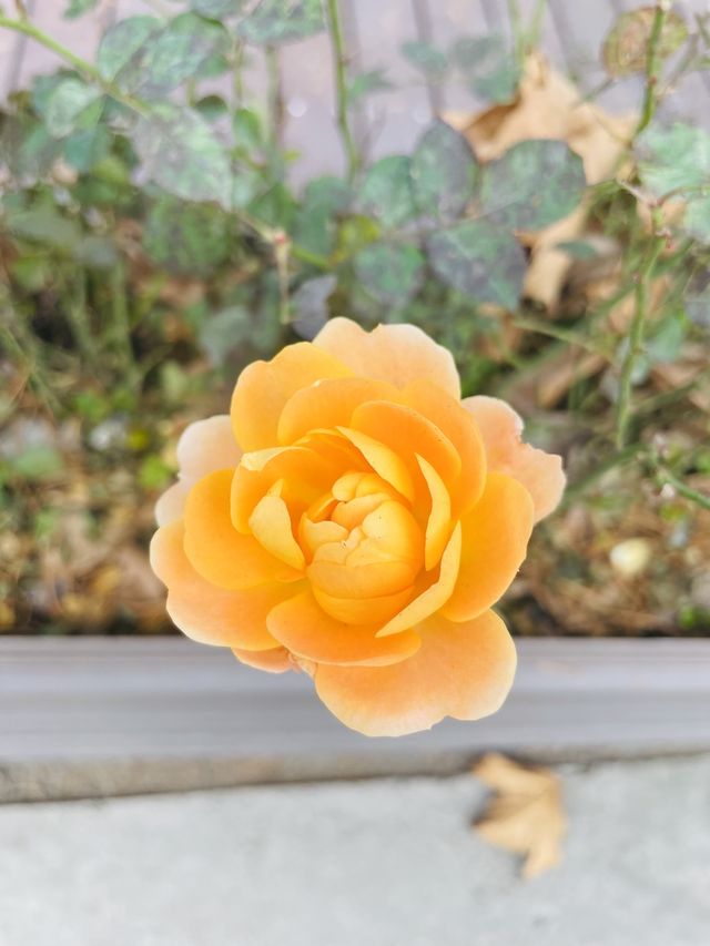 莫干山竹林秘境