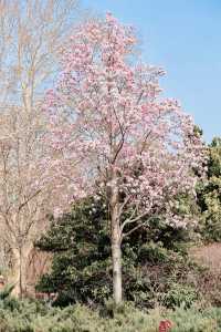 鄭州碧沙崗公園｜春日精選｜紫藤花海與百年歷史的浪漫邂逅