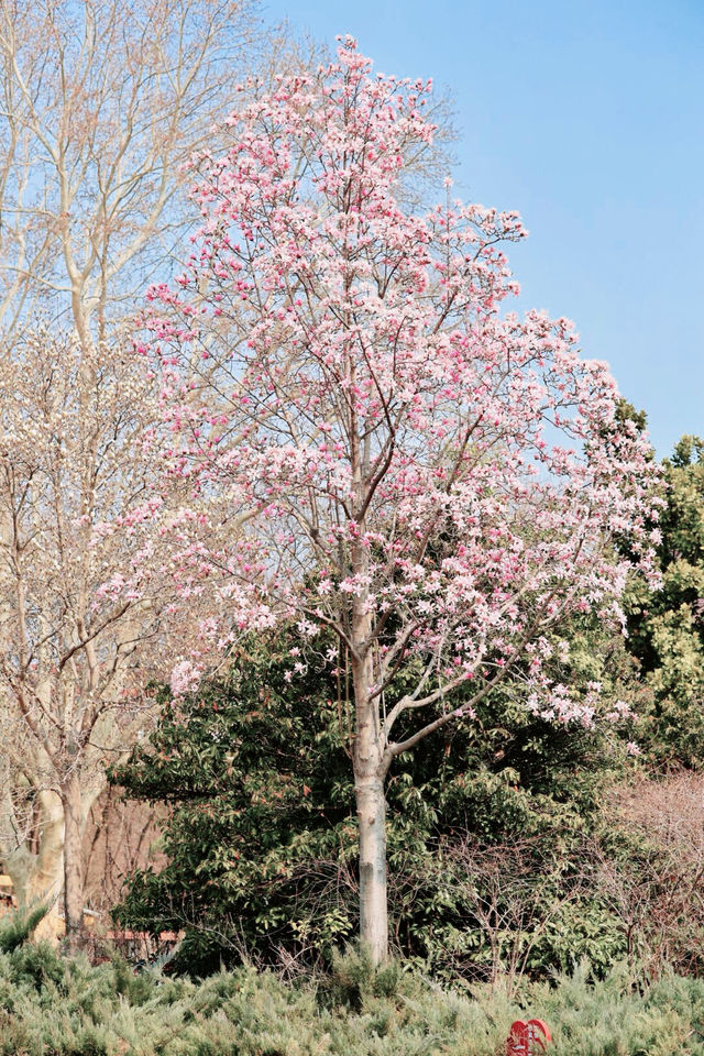 鄭州碧沙崗公園｜春日精選｜紫藤花海與百年歷史的浪漫邂逅