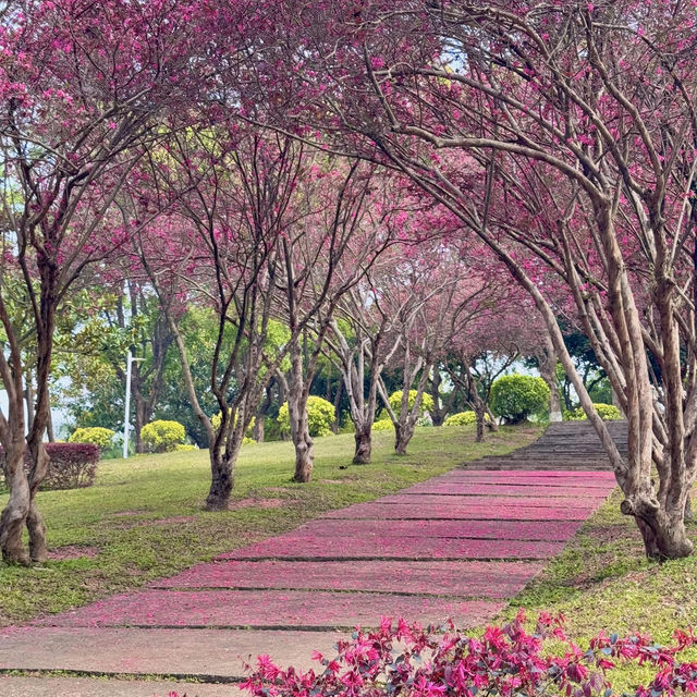 中山紫馬嶺的花🌸開爆啦!免費又出片 (附攻略