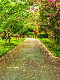 東平國家森林公園 | 闖入綠野仙蹤，擁抱森林氧吧