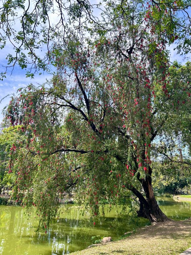 深圳人民公園 | 莫奈秘境花園🫧春日氣氛感  這是深圳市內最早的公園之一，安靜人少，閒暇時來這