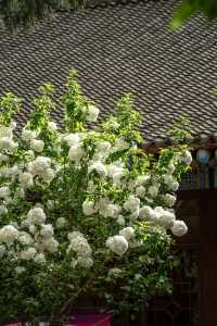 西安｜繡球花開大興善寺裡的春和景明