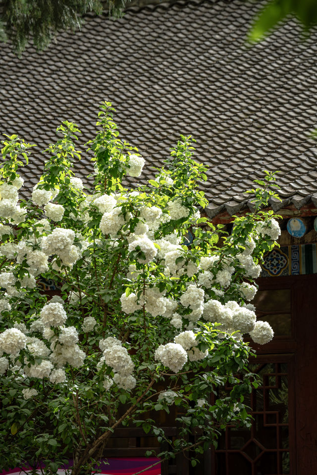 西安｜繡球花開大興善寺裡的春和景明