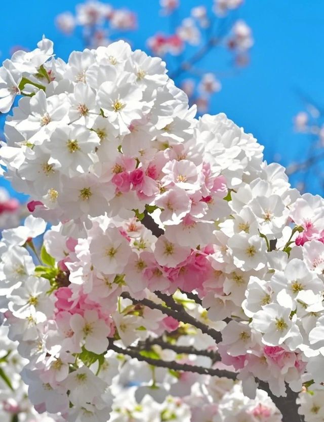 吉野山：春日邂逅之旅