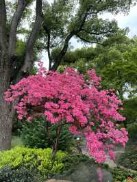 輔德里公園—疊石瀑布、杜鵑花海