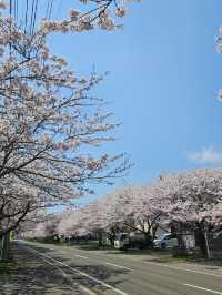 🌸北海道松前公園 | 櫻花盛開的絕美時光🌸