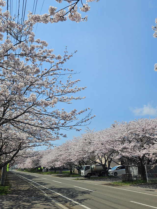 🌸北海道松前公園 | 櫻花盛開的絕美時光🌸