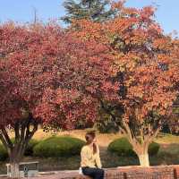 Peaceful & Colorful Autumn in Qingdao