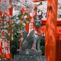 名古屋隱藏版賞櫻秘境！祐德稻荷神社太絕了！ 