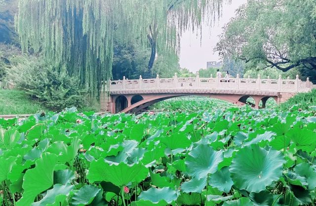 呢度唔止有神樹！北京治癒系帶娃公園！詳見攻略！