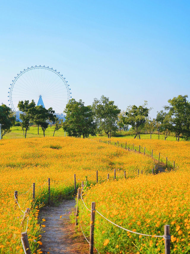 🌻合肥祥源花世界 向日葵花海夢幻打卡