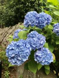 #多摩川台公園嘅繡球花