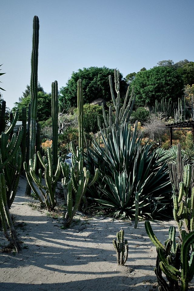 廈門植物園|現實版嘅綠野仙蹤畀我搵到啦