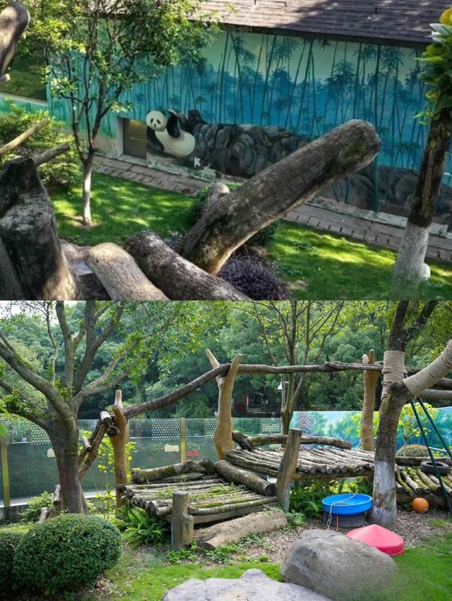 梅雨季同暑假都啱玩嘅溫州大熊貓館親子遊攻略
