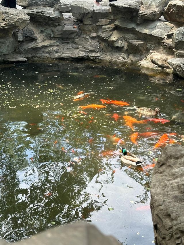 恭王府的夏日美學