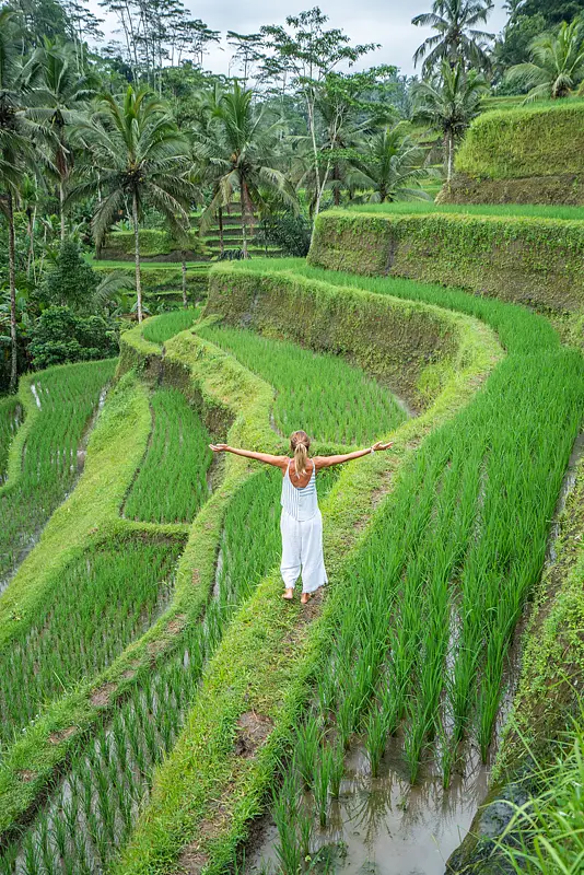 Discover Bali’s Top 5 Rice Terrace Views! 📷