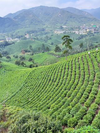 Xinyang Off-the-Beaten-Path Travel Guide: A Journey Through Southern Henan's Landscapes and Tea Aromas