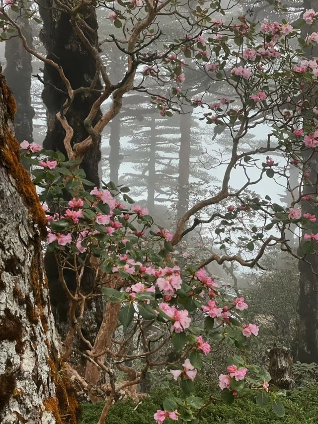 大理蒼山：七月尾嘅杜鵑花