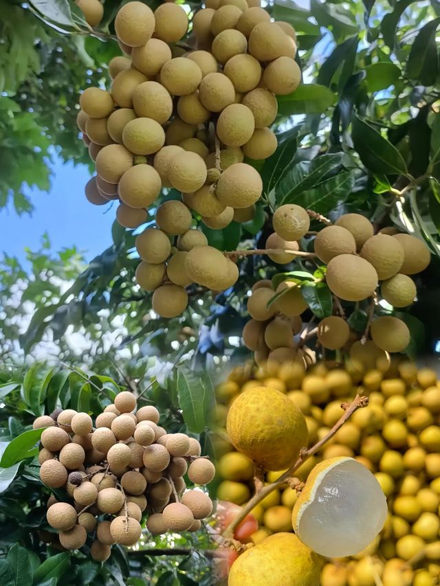 盛夏果香之城