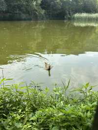 China National Botanical Gardens in Beijing!