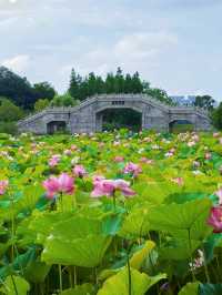 南昌象湖濕地公園 | 夏日賞荷指南
