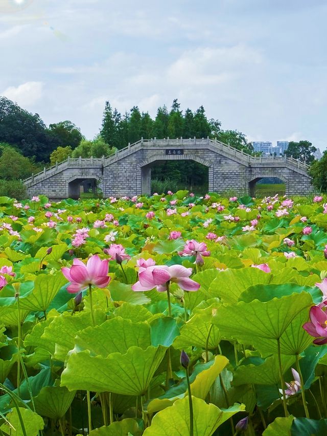 南昌象湖濕地公園 | 夏日賞荷指南