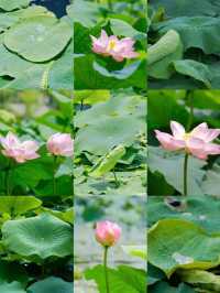「荷」你同行，相約成大