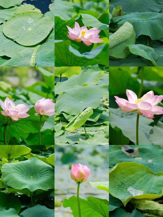 「荷」你同行，相約成大