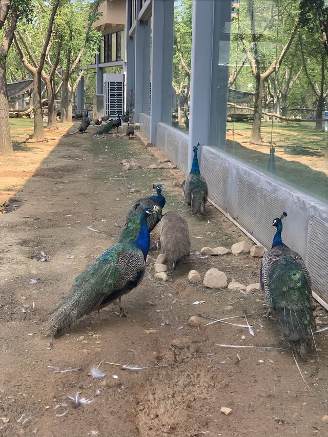 湖州龍之夢動物世界 | 沉浸式親子遊&動物探秘指南