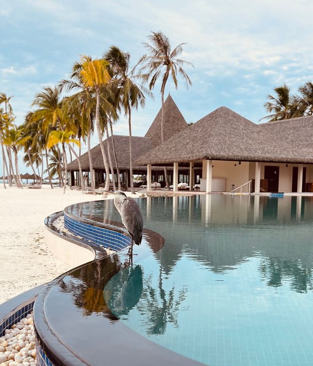 Honeymoon Bliss at a Gorgeous Resort