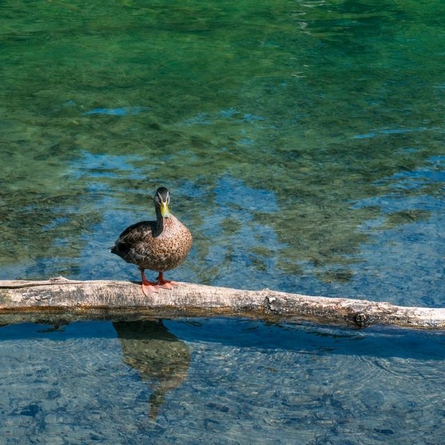 🌊 Königssee Relaxation: Peace in the Bavarian Alp