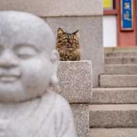 🪷 Stone Serenity: Buddhist Sculptures of Qibao Ancient Town
