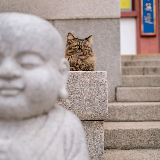 🪷 Stone Serenity: Buddhist Sculptures of Qibao Ancient Town