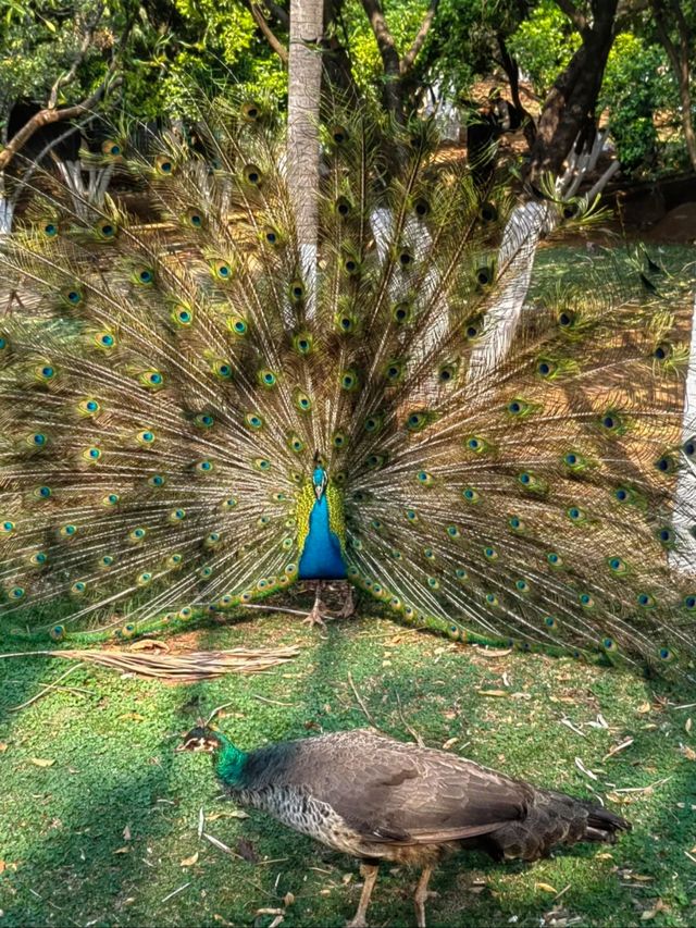 春城動物園奇遇記！20元看遍500種神奇動物！